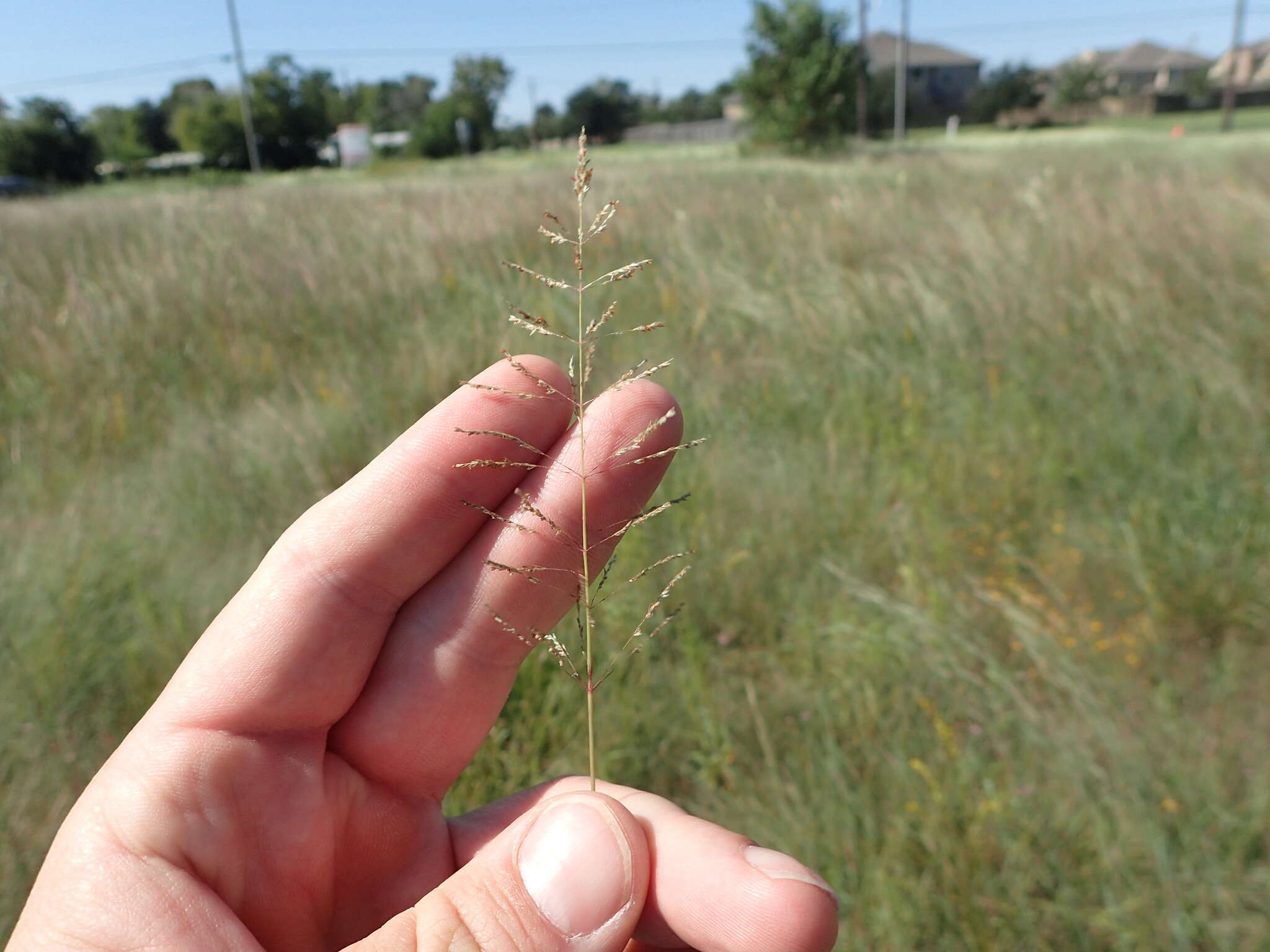 Image of Target Dropseed