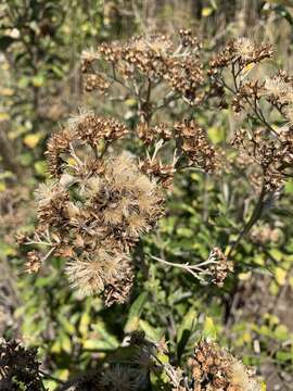 Image of Gymnanthemum corymbosum (Thunb.) H. Robinson