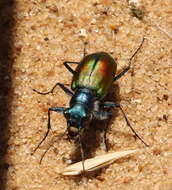 Image of Cicindela (Cicindela) scutellaris scutellaris Say 1823