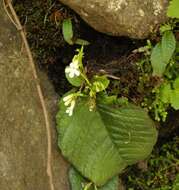 Image of Streptocarpus pusillus Harvey ex C. B. Clarke