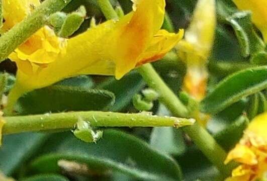 Image of Anthyllis hermanniae subsp. corsica