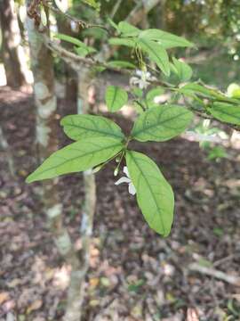 صورة Wrightia religiosa (Teijsm. & Binn.) Hook. fil.