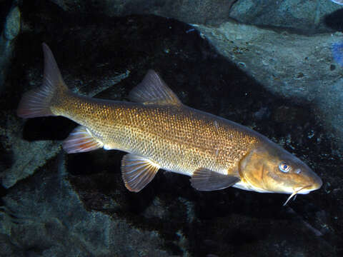 Image of Italian Barbel