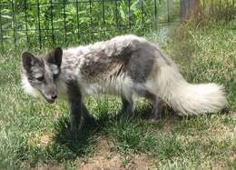 Image of Arctic Fox