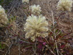 Image of <i>Ptilotus angustifolius</i>