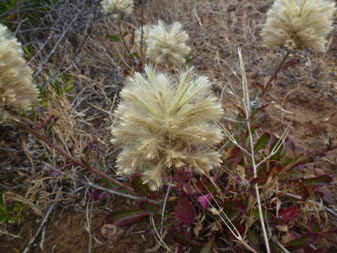 <i>Ptilotus angustifolius</i>的圖片