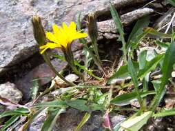 Image of hawkbit