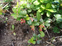 Image of lingonberry