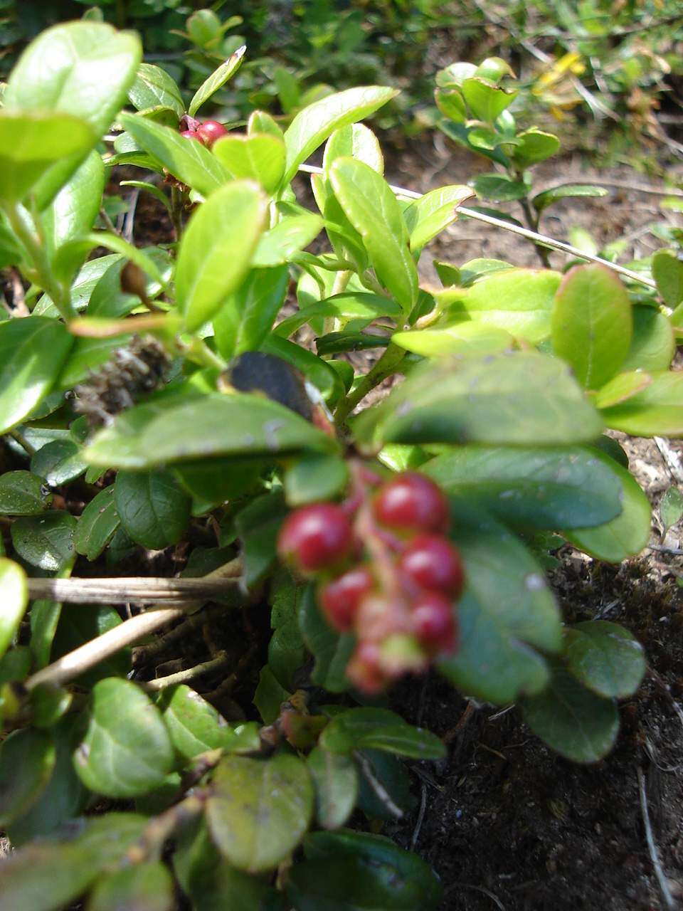 Image of lingonberry