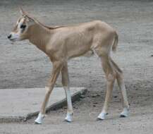 Image of Scimitar-horned Oryx