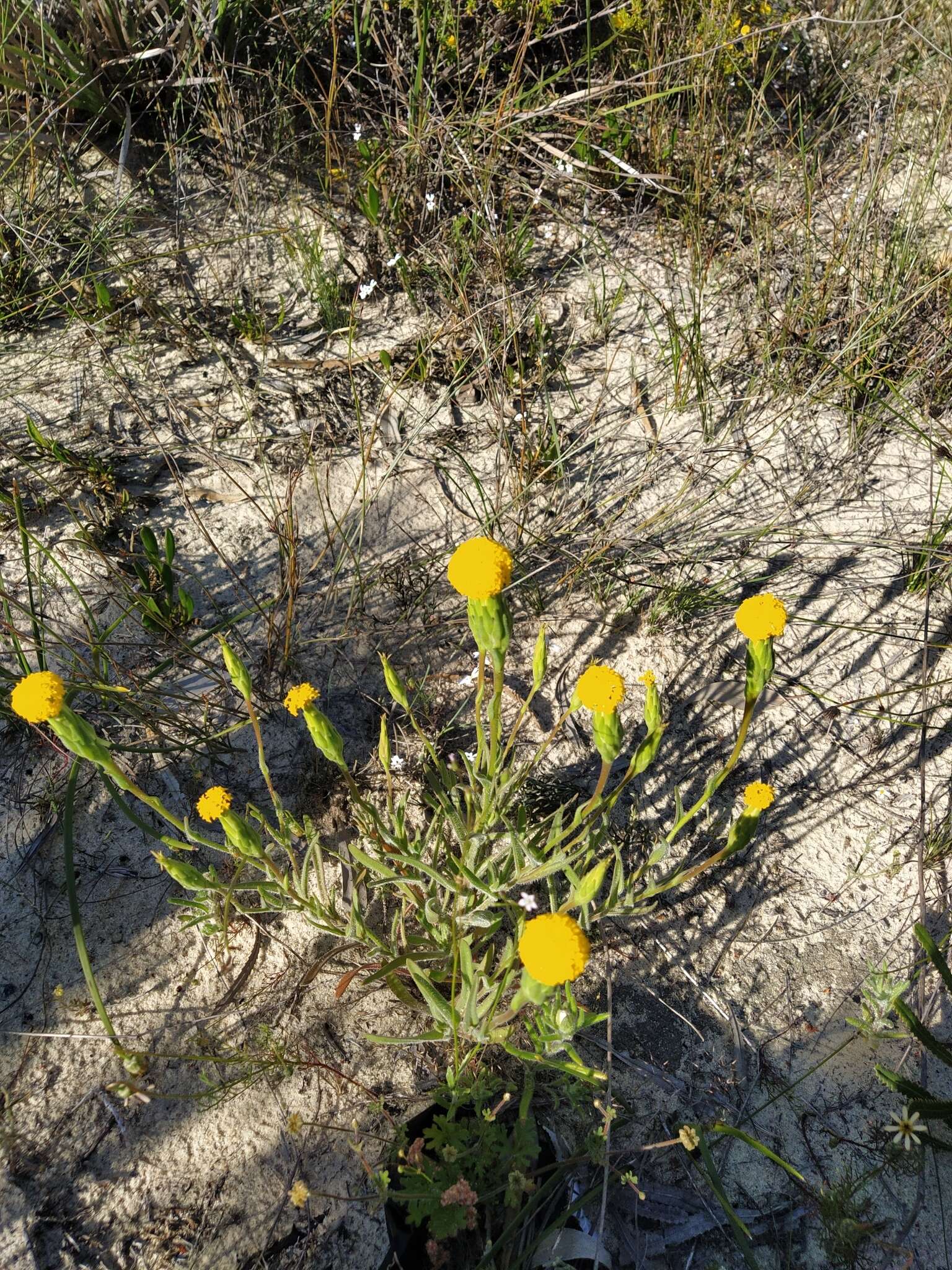 Image of Podotheca gnaphalioides R. Grah.