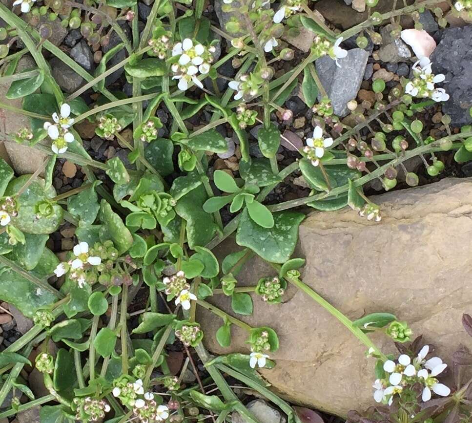 Image of Common Scurvygrass