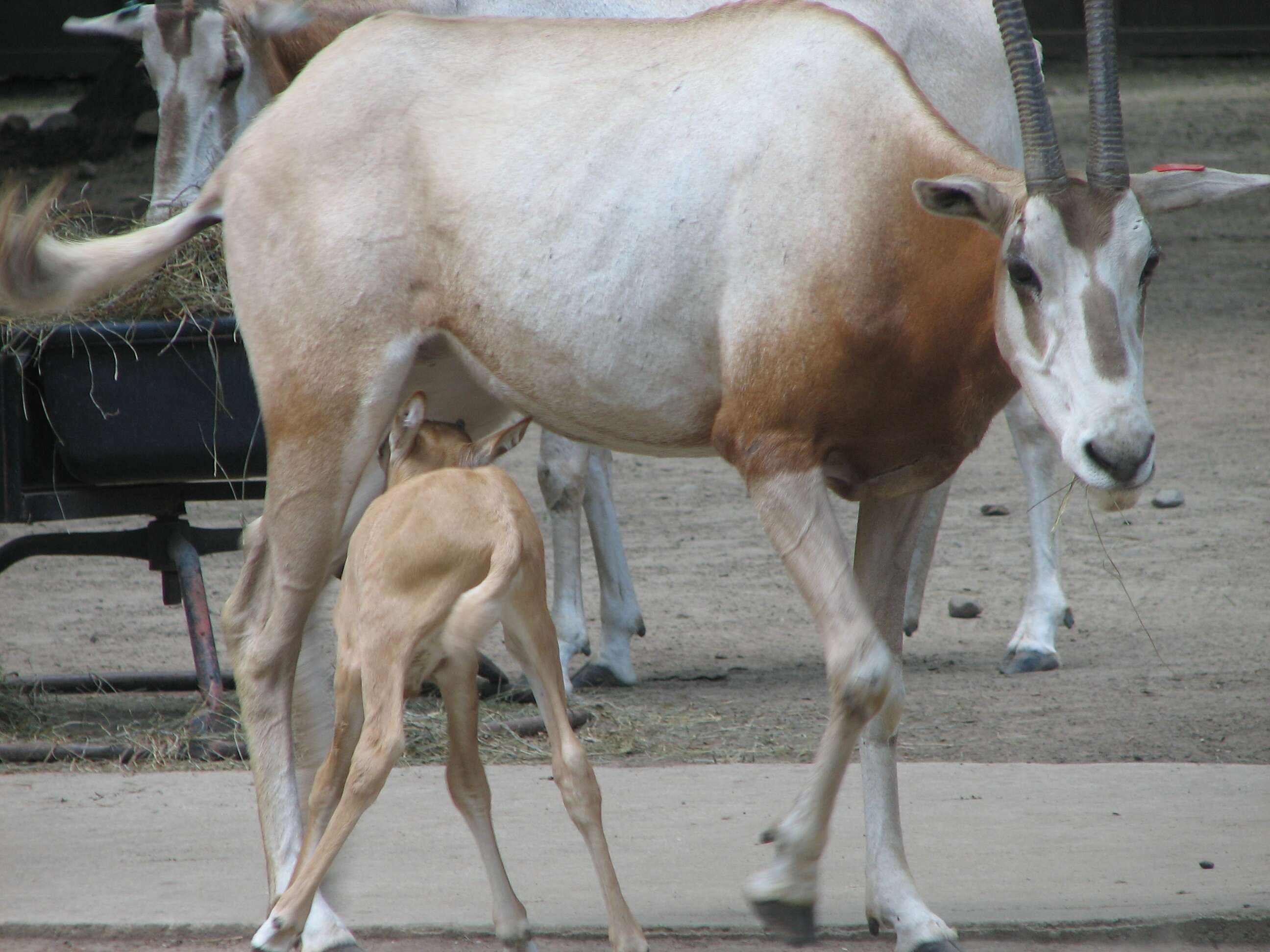 Image of Scimitar-horned Oryx