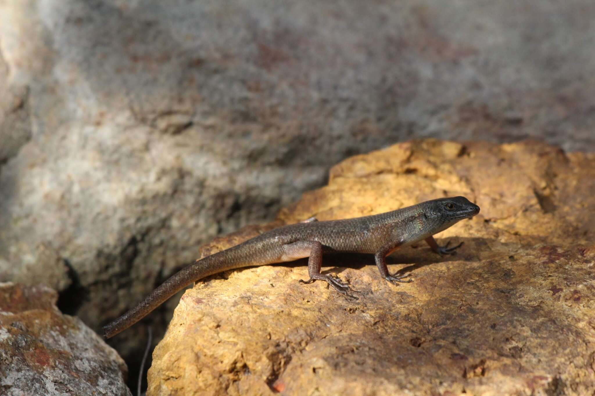 Image of Closed-litter Rainbow-skink