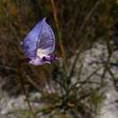 Image of Early blue Disa