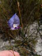 Image of Early blue Disa