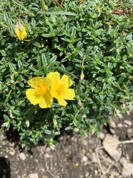 Image of Helianthemum nummularium subsp. nummularium