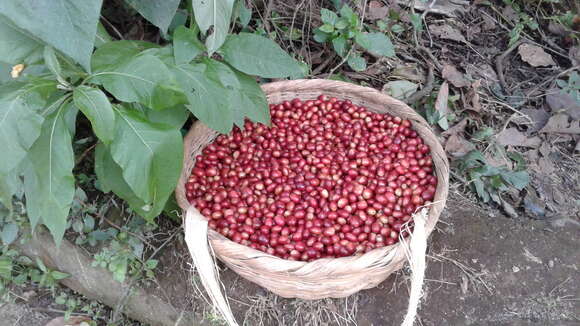 Coffea arabica L. resmi