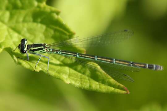 Image of Azure Bluet