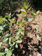 Image of Pacific madrone