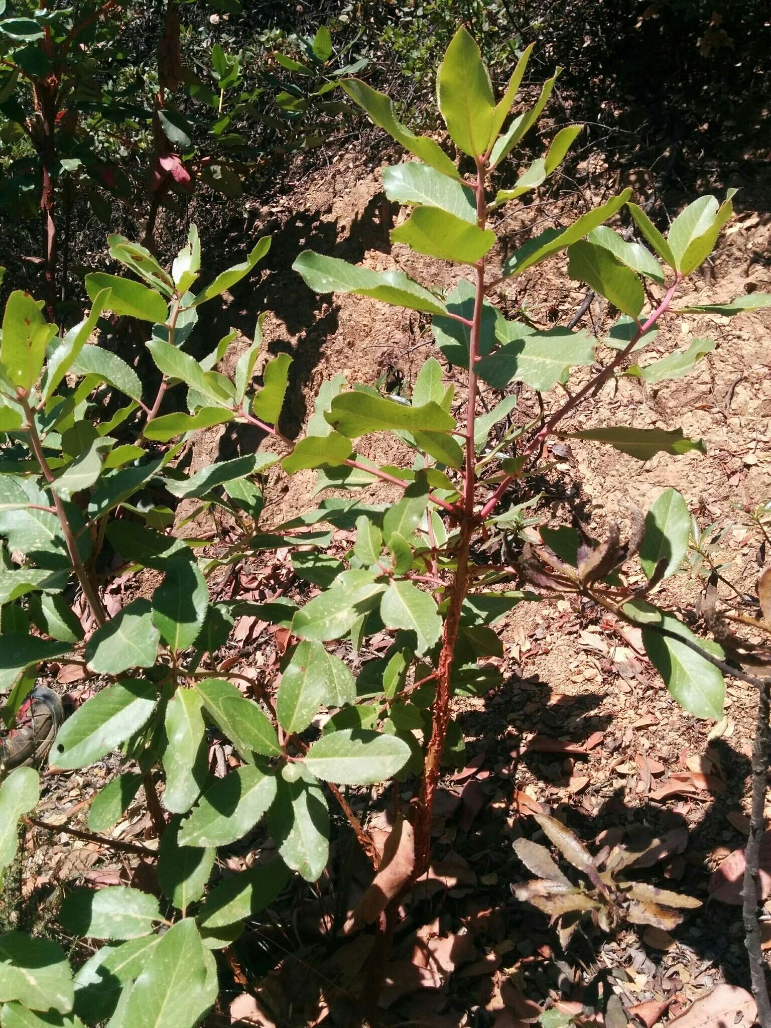 Image of Pacific madrone