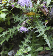 Plancia ëd Cirsium tashiroi Kitam.