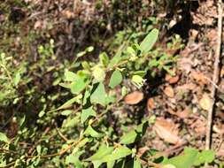 صورة Pimelea latifolia subsp. altior (F. Müll.) Threlfall