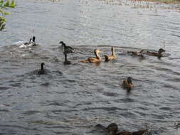 Image of Common Coot