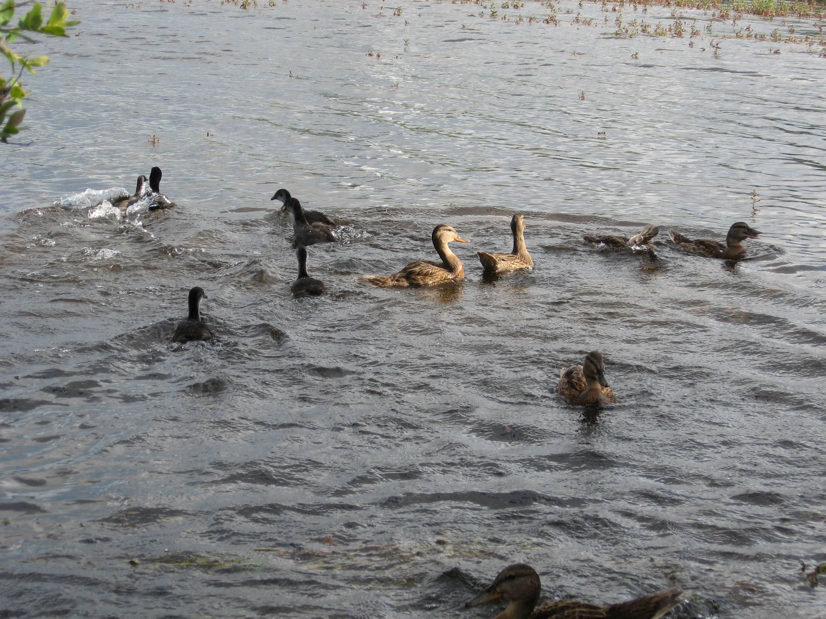 Image of Common Coot