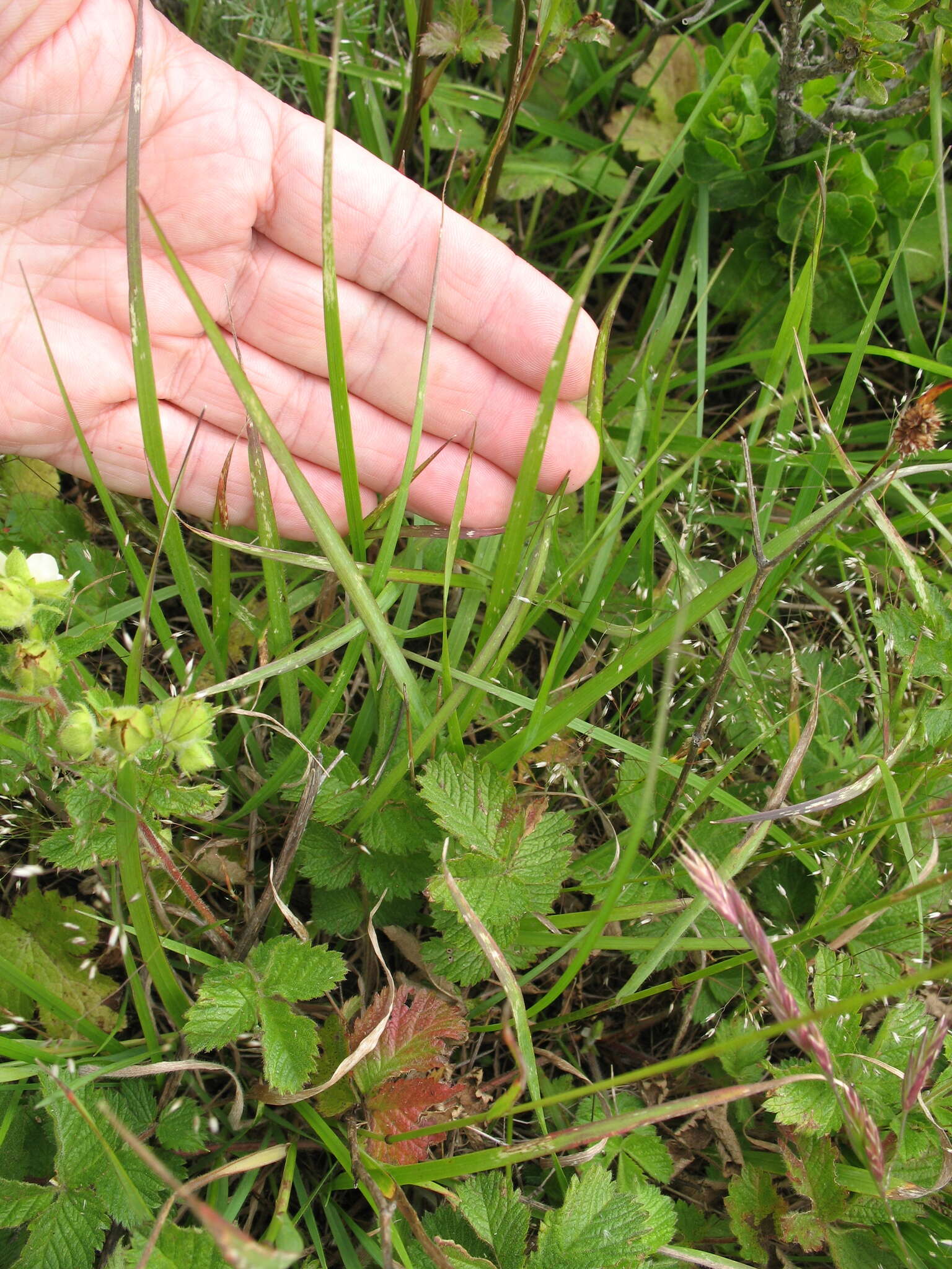 Image of California brome