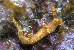 Image of Bornella johnsonorum Pola, Rudman & Gosliner 2009