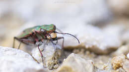 Image of Cicindela (Homodela) ismenia Gory 1833