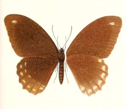 Image of Canopus Swallowtail