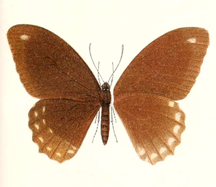 Sivun Papilio fuscus Goeze 1779 kuva