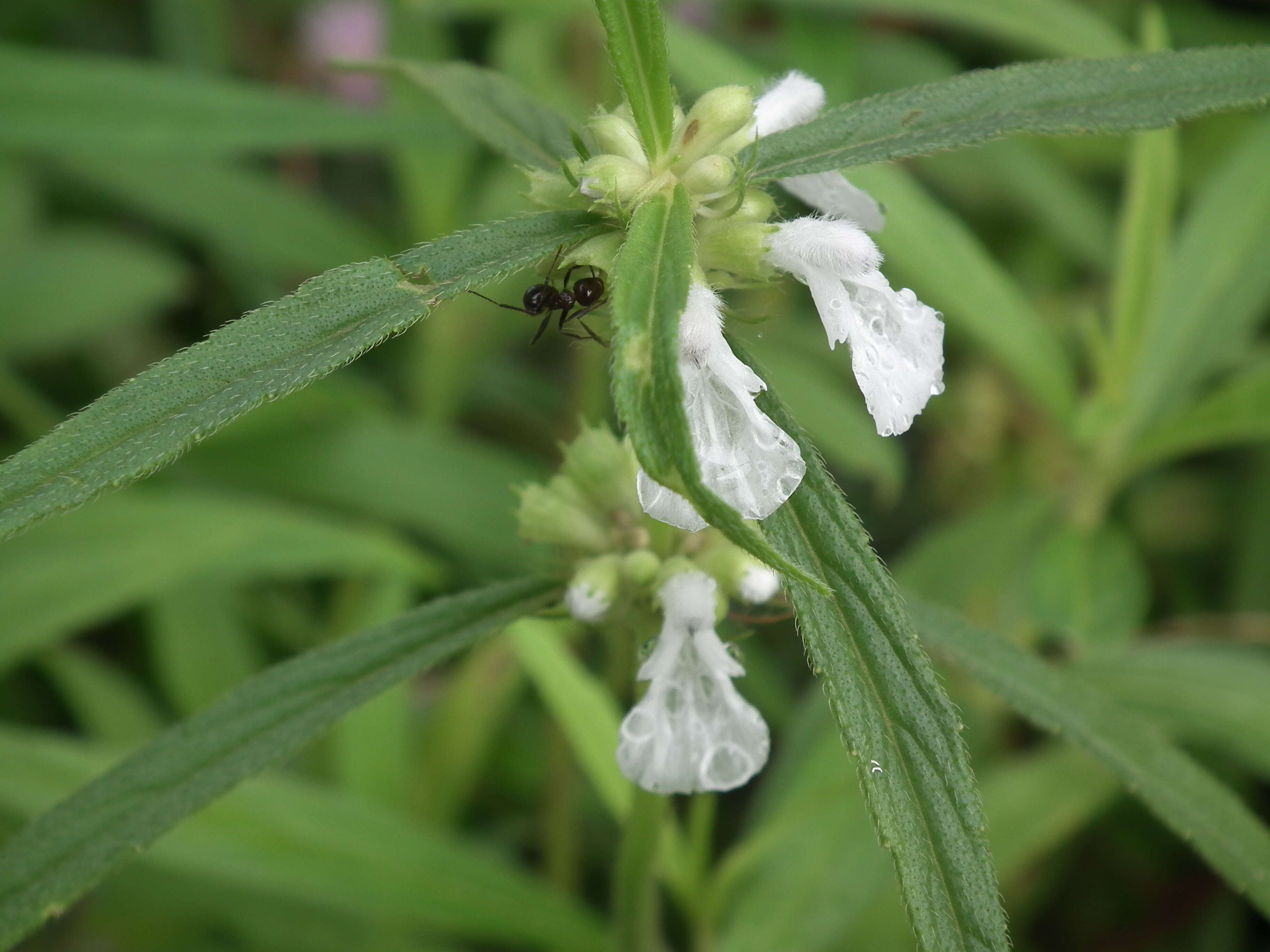 Image of Wild ocinum