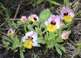 Image of Yellow-Lip Pansy Monkey-Flower