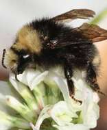 Image of Bumblebees