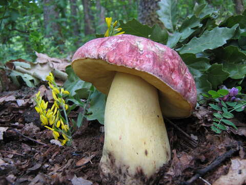 Image of Royal Bolete