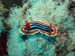 Image de Chromodoris magnifica (Quoy & Gaimard 1832)