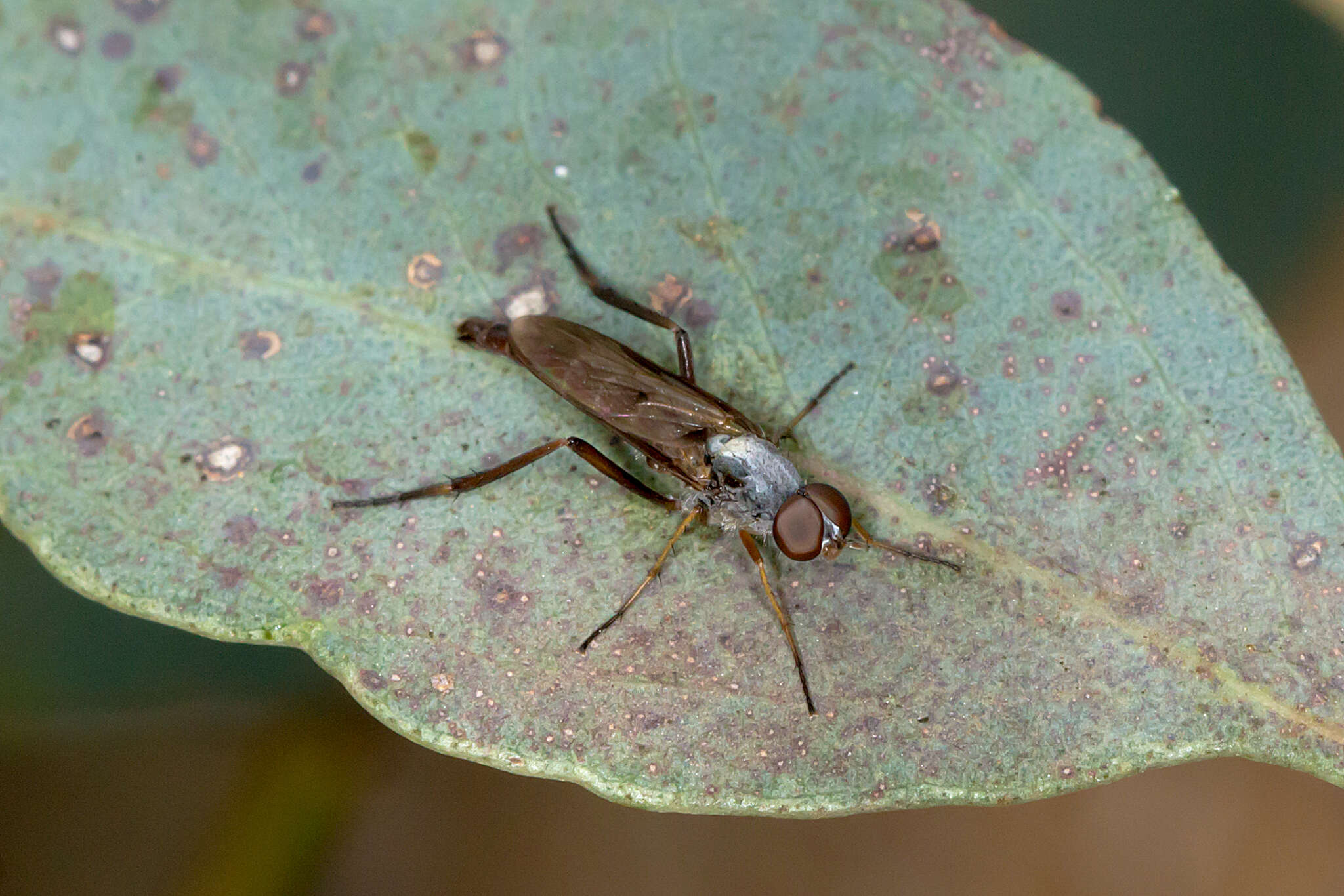 Image of Taenogerella elizabethae Winterton, Irwin & Yeates 1999