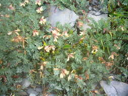 صورة Astragalus nankotaizanensis Sasaki