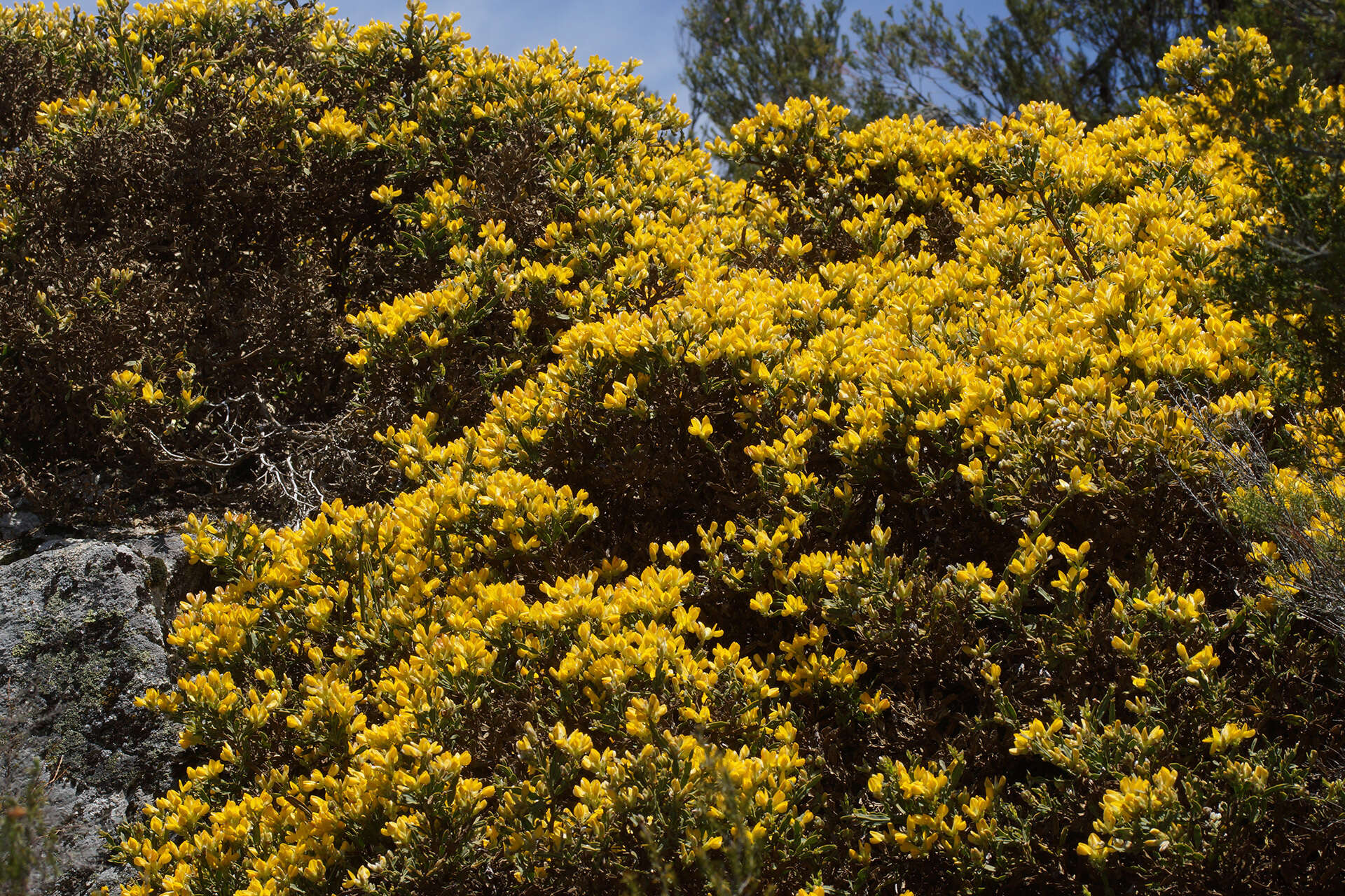 Genista tridentata subsp. lasiantha (Spach) Greuter的圖片