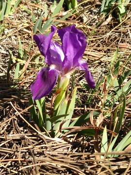 Image de Iris lutescens Lam.