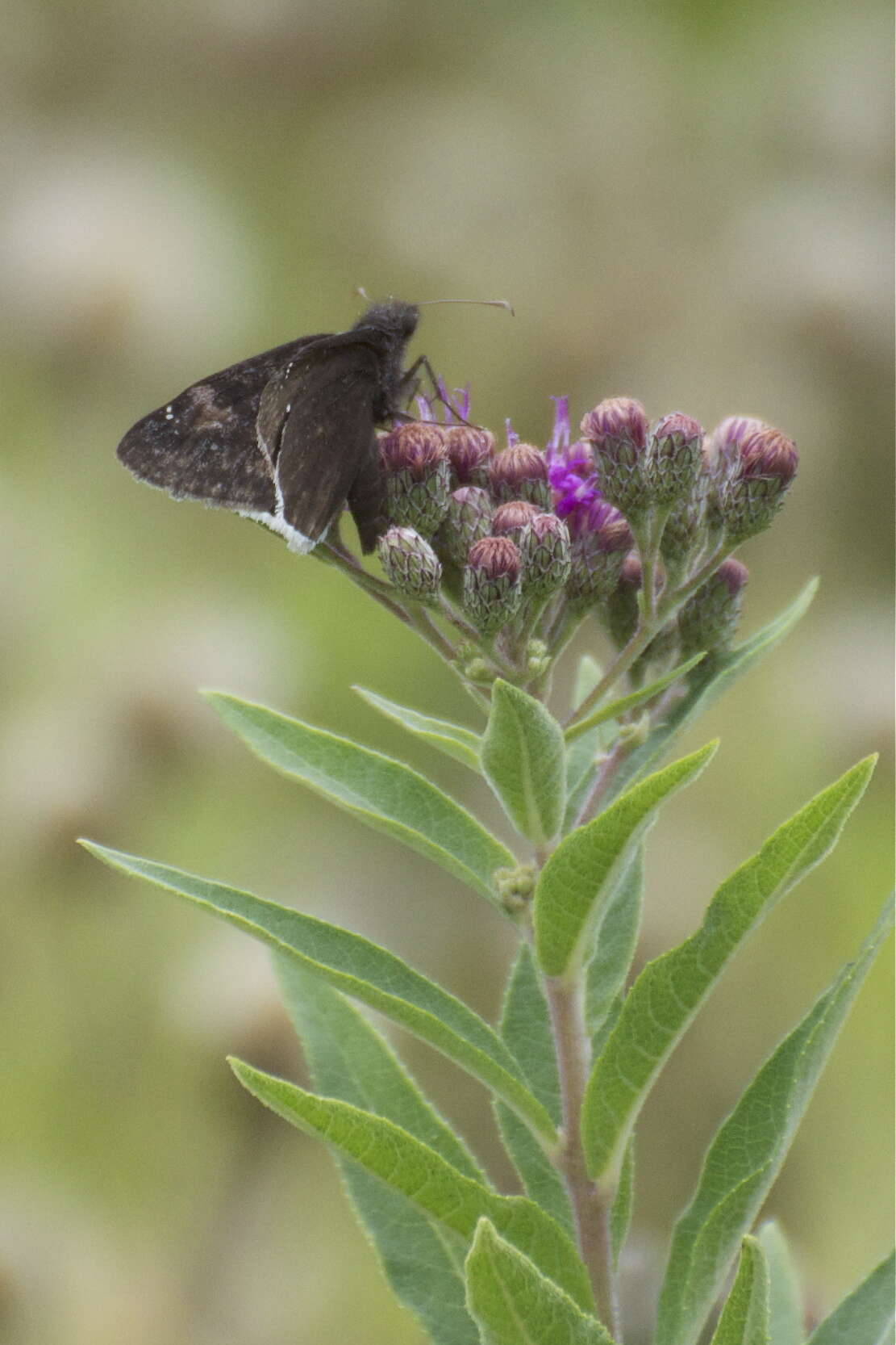 Image of Funereal Duskywing