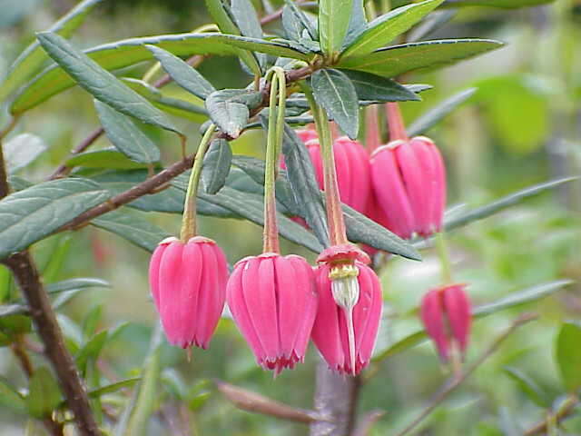 Image of Chilean Lantern Tree