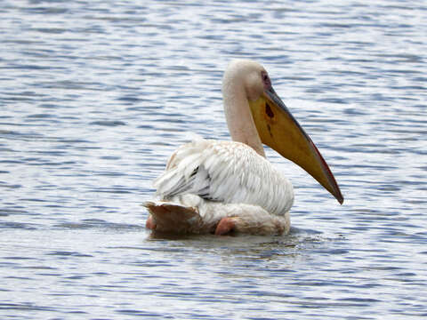 Image of Pink-backed Pelican