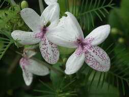 Image de Pseuderanthemum maculatum (Lodd.) I. M. Turner