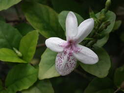 Pseuderanthemum maculatum (Lodd.) I. M. Turner resmi