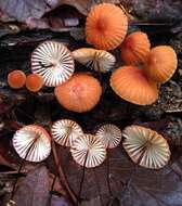 Image of Marasmius fulvoferrugineus Gilliam 1976