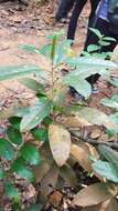 Image of Ficus globosa Bl.